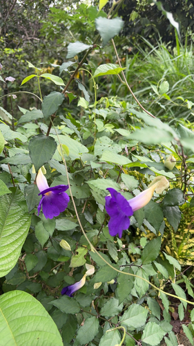 Thunbergia erecta observed 2026-10-07