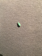Polydrusus formosus