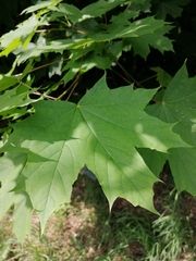 Acer platanoides