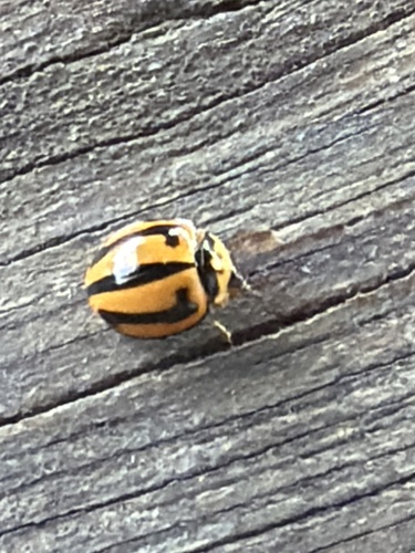 Striped Ladybird