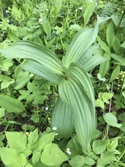 Veratrum lobelianum