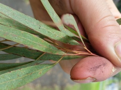 Thaumastocoris peregrinus
