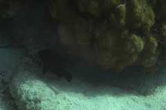 Hypoplectrus nigricans