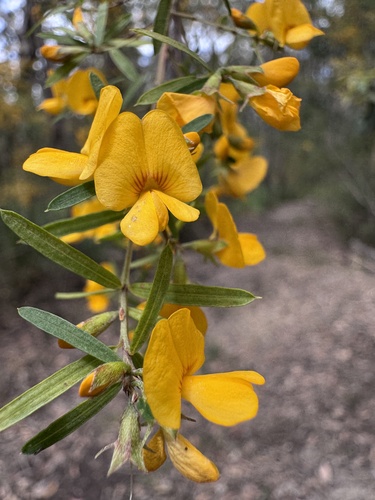 Pultenaea blakelyi observed 2026-10-07