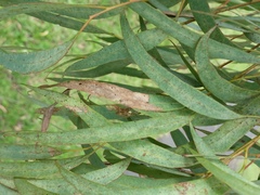 Thaumastocoris peregrinus