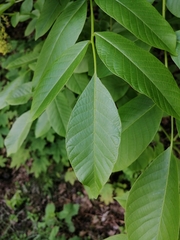Juglans regia