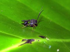 Eucharitidae