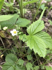 Fragaria vesca