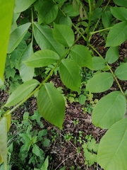 Juglans regia