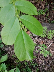 Juglans regia