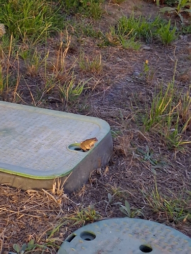 Pacific chorus frog
