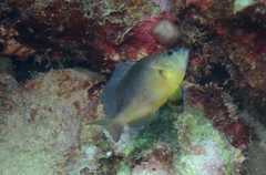 Hypoplectrus randallorum