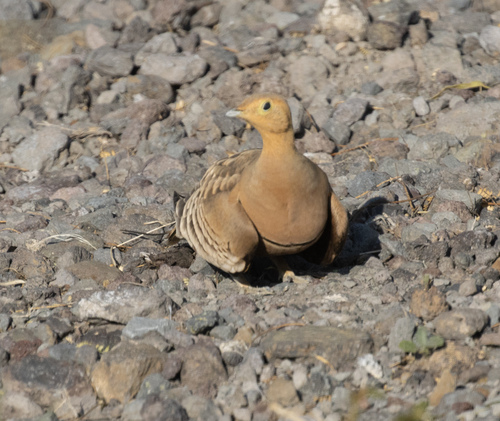 Pterocles exustus, 2026-09-29