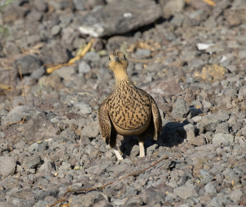 Pterocles exustus, 2026-09-29