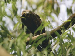 Macheiramphus alcinus