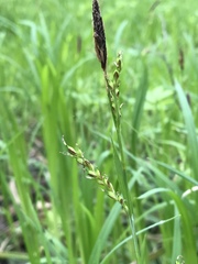 Carex pilosa