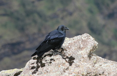 Corvus rhipidurus