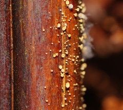 Lachnum pteridophyllum