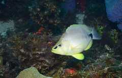 Hypoplectrus unicolor