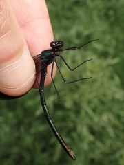 Calopteryx splendens