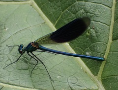 Calopteryx splendens