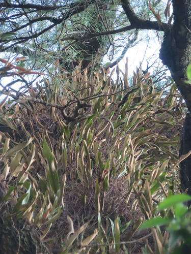Pyrrosia lingua observed 2026-10-02