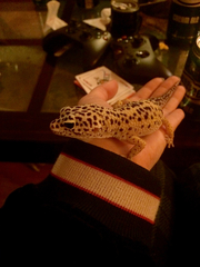 Eublepharis macularius