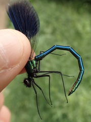 Calopteryx splendens