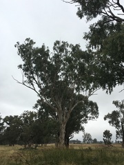 Eucalyptus blakelyi