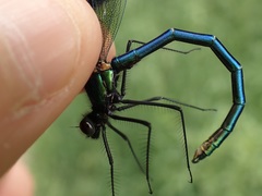 Calopteryx splendens