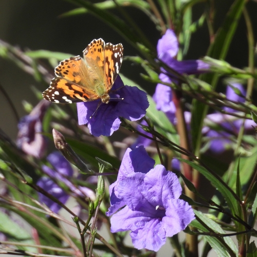 Painted Lady
