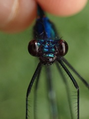 Calopteryx splendens