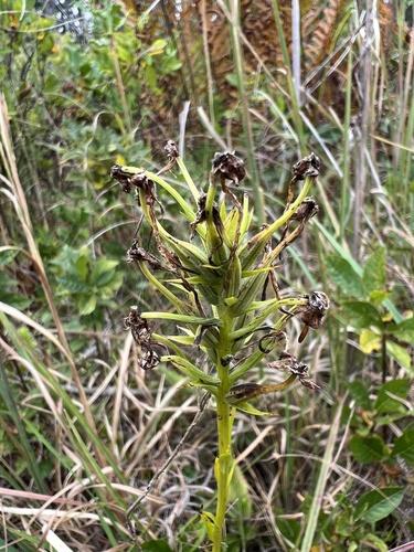 Platanthera blephariglottis observed 2026-10-03