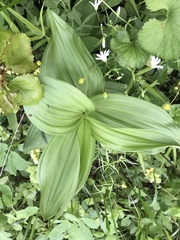 Veratrum lobelianum
