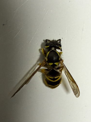 Eastern Yellowjacket