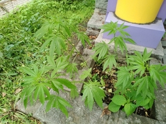 Cannabis sativa