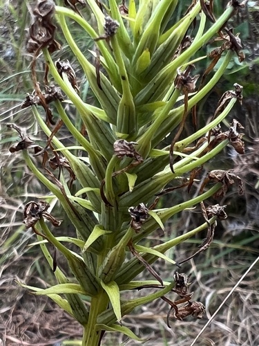 Platanthera blephariglottis observed 2026-10-03
