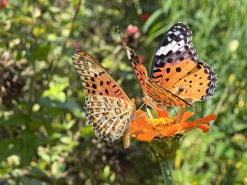 Tropical Fritillary