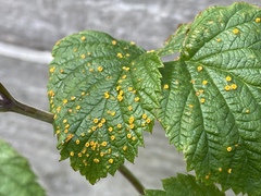 Phragmidium rubi-idaei