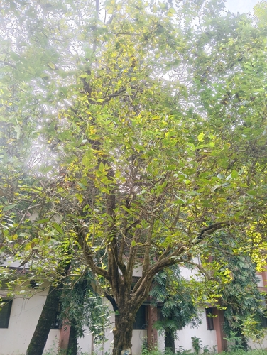 Nyctanthes arbor-tristis observed 2026-10-06