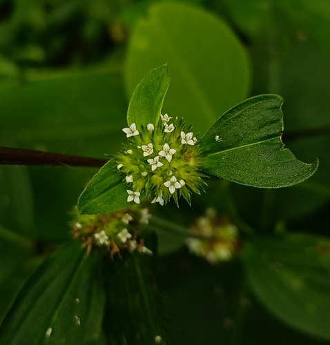 Mitracarpus hirtus observed 2026-10-06