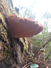 Piptoporus australiensis