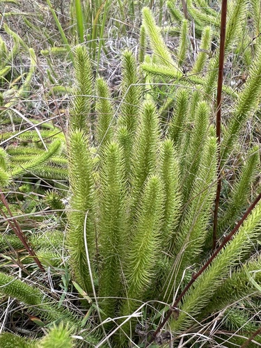 Lycopodiella alopecuroides, 2026-10-03
