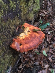 Piptoporus australiensis