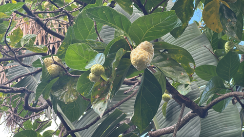 Morinda citrifolia observed 2026-10-06