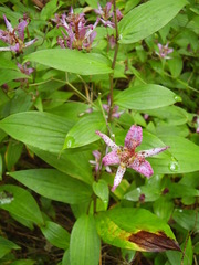 Tricyrtis formosana