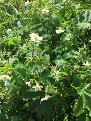 Ranunculus aconitifolius