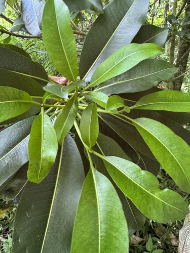 Rauvolfia sandwicensis, 2026-10-06
