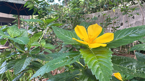 Turnera ulmifolia observed 2026-10-06