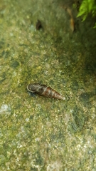 Clausilia